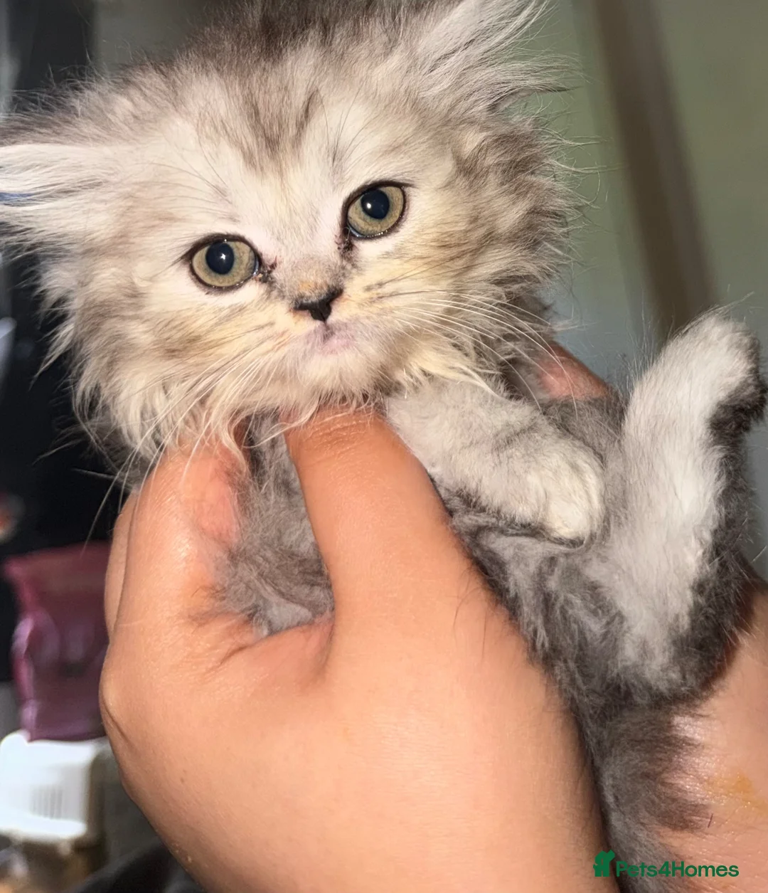 Persian cats for sale: PURE Persian kittens in rare color  - Advert 1