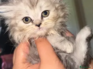 Persian cats PURE Persian kittens in rare color - Advert 1