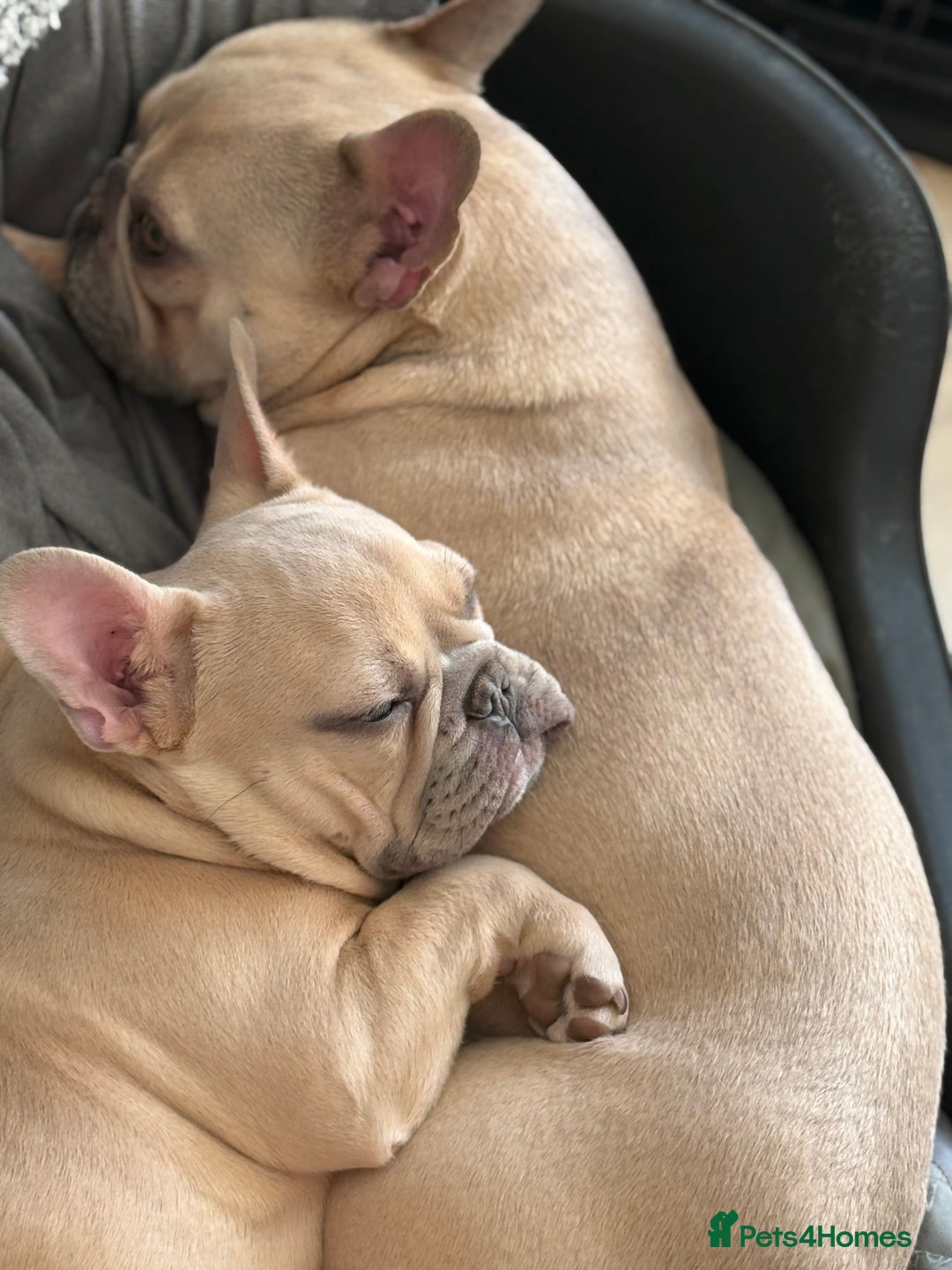 French Bulldog dogs for stud: French bulldog Stud - Advert 5