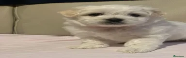 Maltese 2