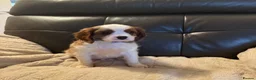 Cavalier King Charles Spaniel dogs for sale: Stunning cavalier King Charles puppies for sale - Advert 4