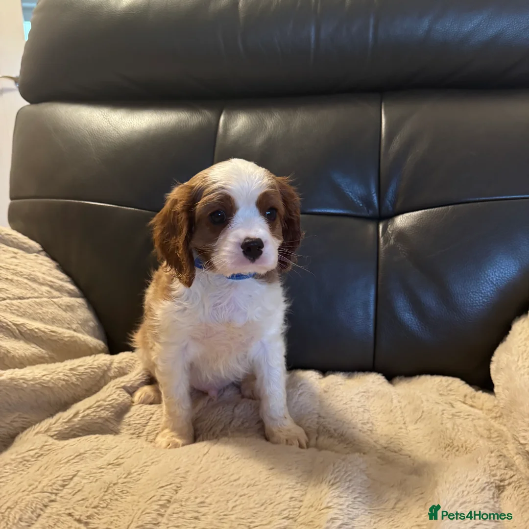 Cavalier King Charles Spaniel dogs for sale: Stunning cavalier King Charles puppies for sale - Advert 4