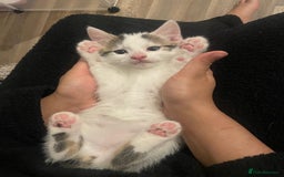 Mixed Breed cats for sale: Adorable Half-Manx Kittens 🐾 - Image 19