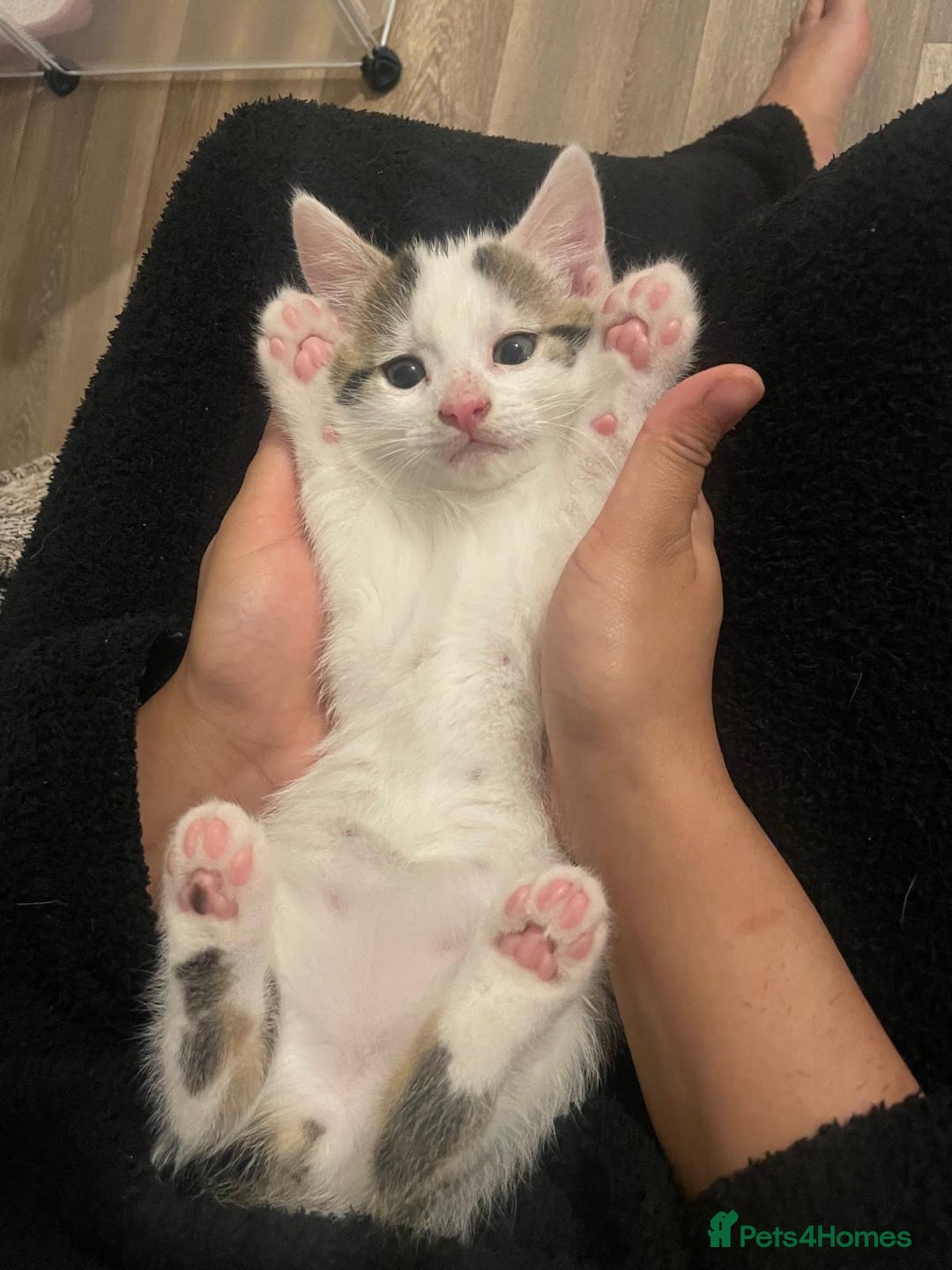 Mixed Breed cats for sale: Adorable Half-Manx Kittens 🐾 - Image 19