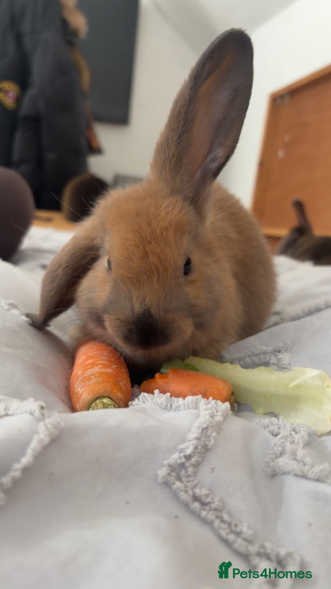 English Lop rabbits READY TO LEAVE   - Advert 18