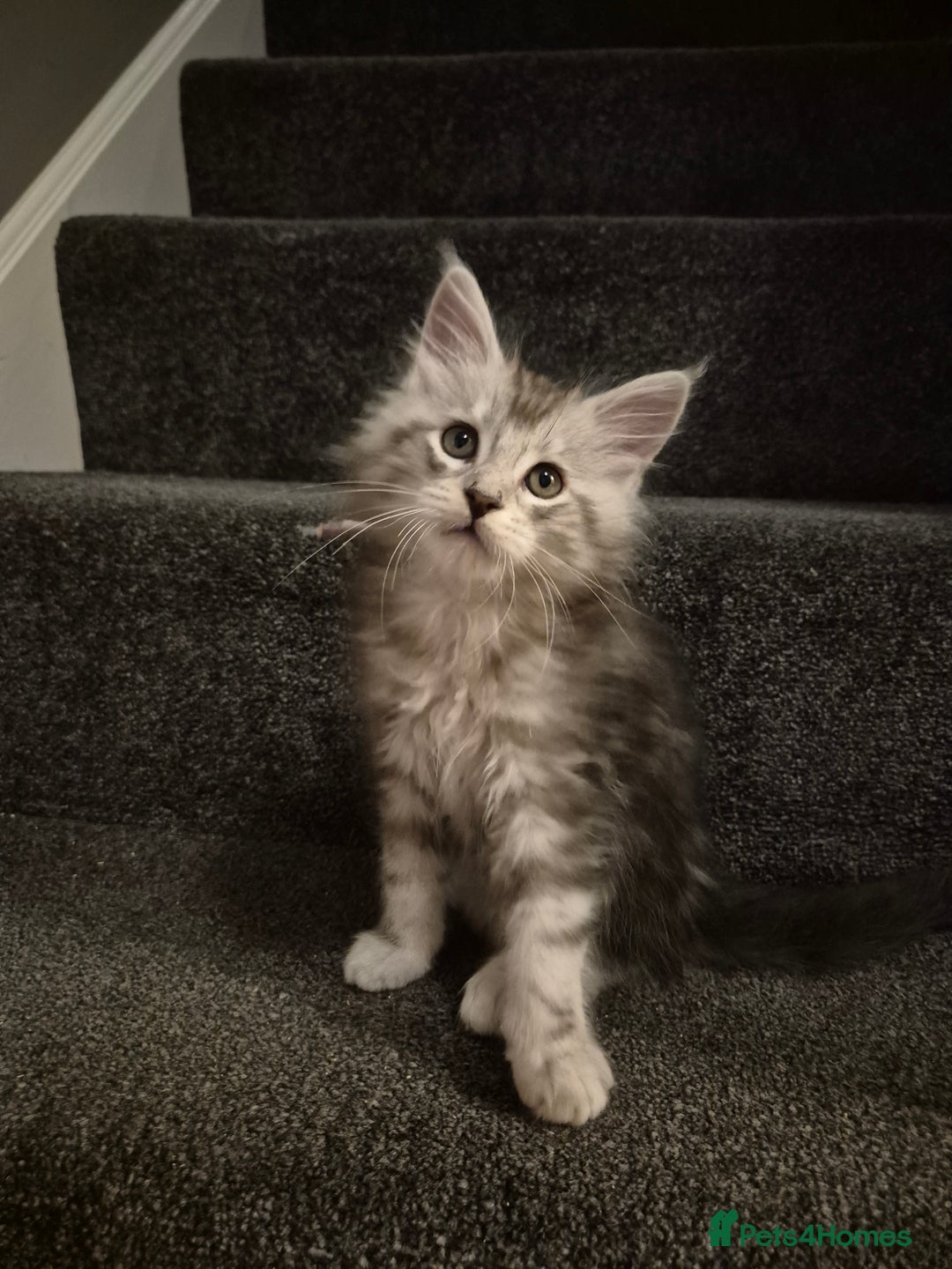 Maine Coon cats for sale: Maine Coon kittens - Advert 12