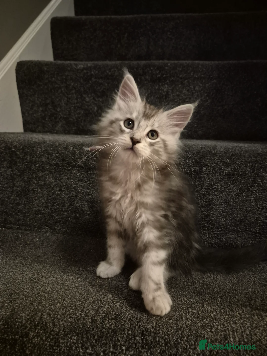 Maine Coon cats for sale: Tica registered Maine Coon kittens - Advert 12