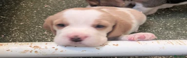 Beagle Puppy 3