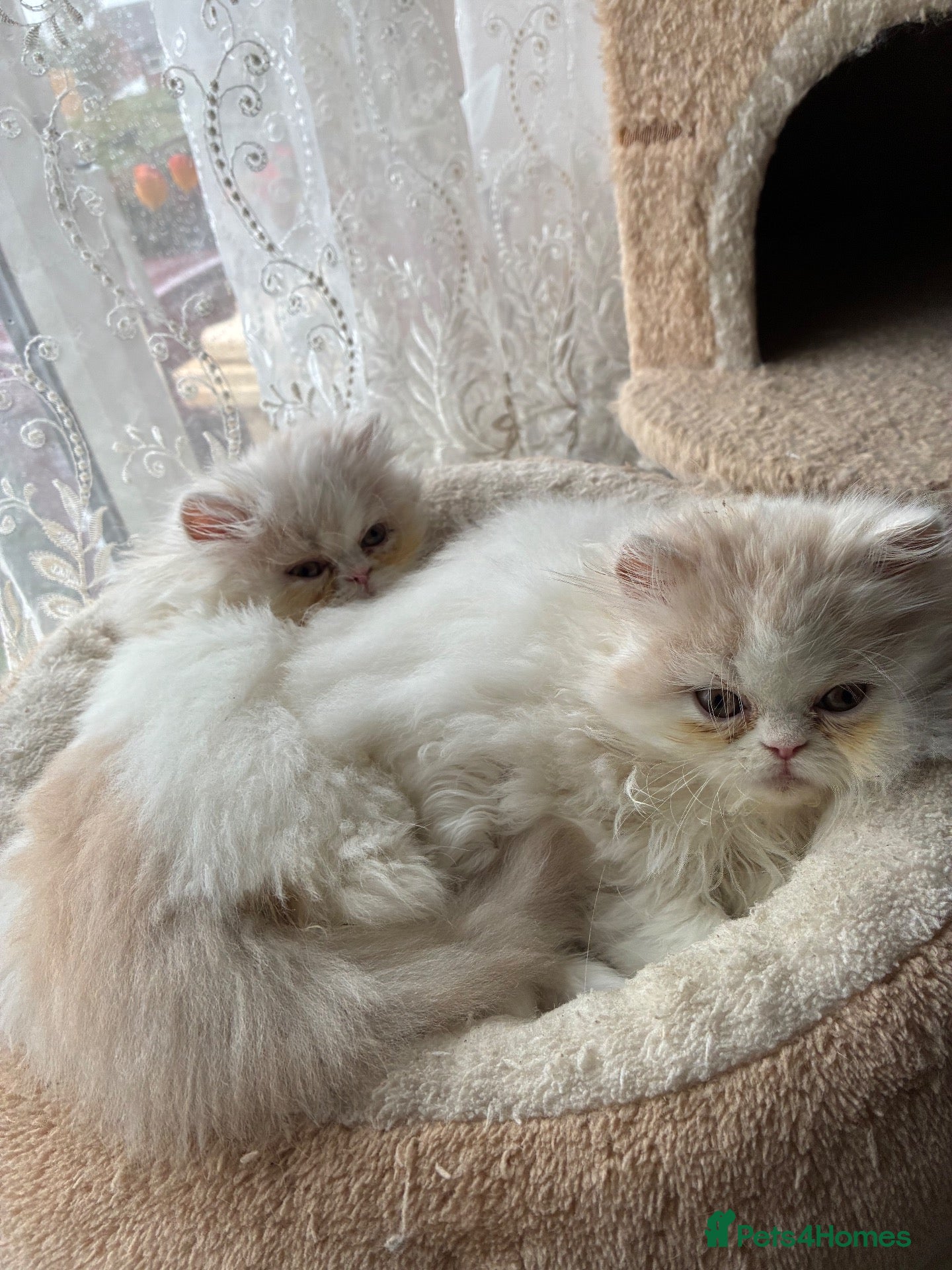 Persian cats for sale: Stunning  fluffy white cloud kittens - Advert 6