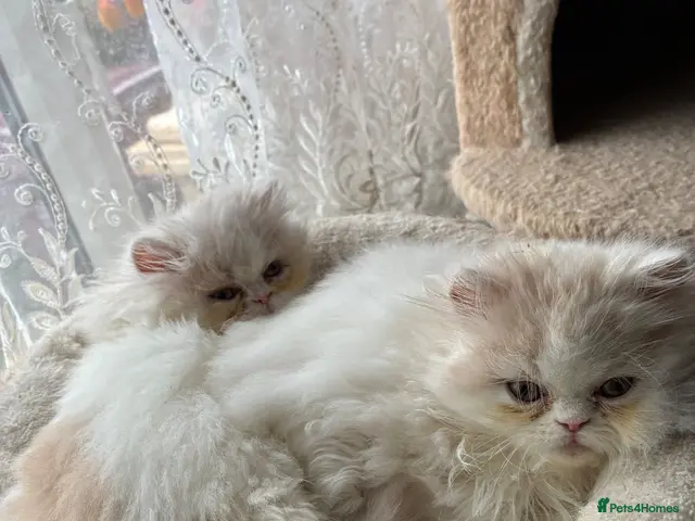 Persian cats for sale: Stunning fluffy white cloud kittens - Advert 6