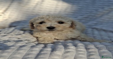 Cockapoo dogs - Advert 8