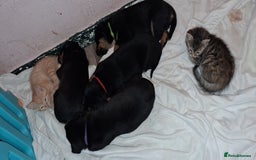 Mixed Breed dogs for sale: Boarder Rottie puppies  - Image 2