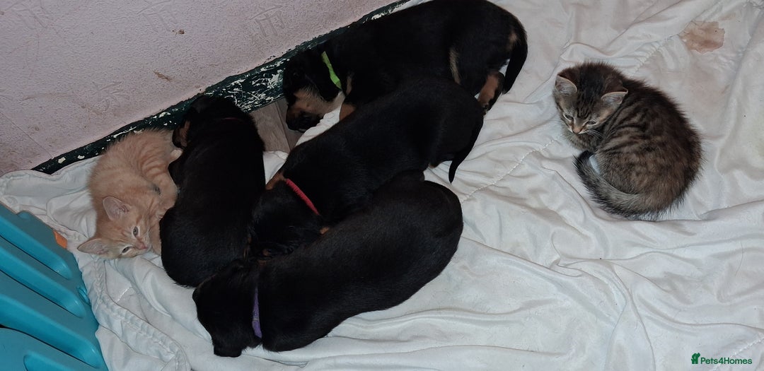 Mixed Breed dogs for sale: Boarder Rottie puppies  - Image 2