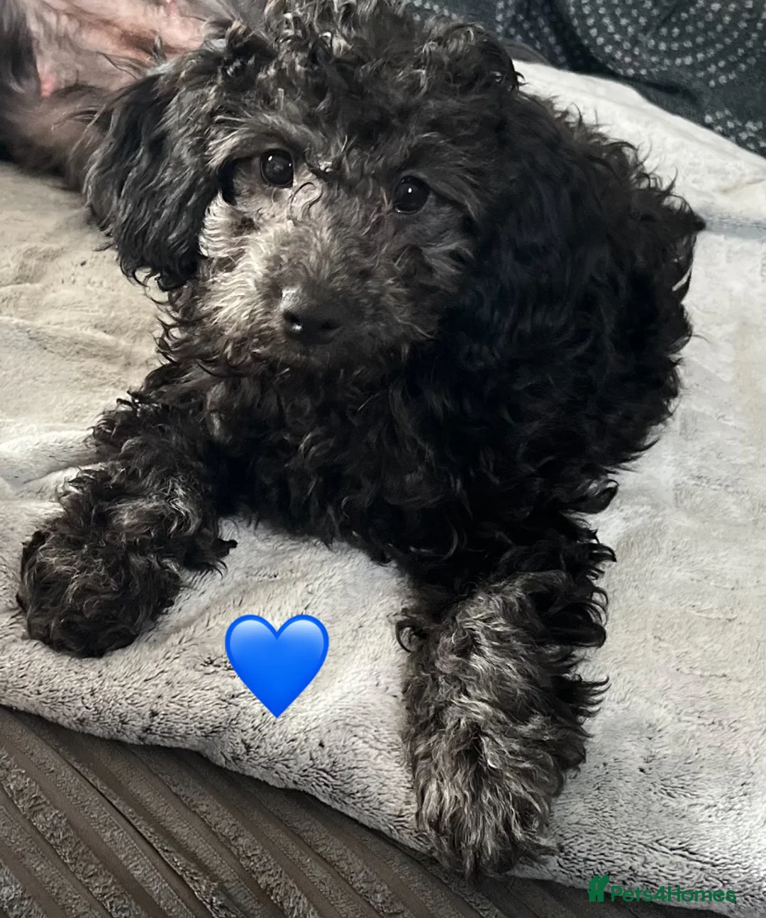 Cockapoo dogs for sale: Cockapoo  - Advert 2