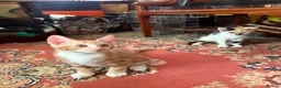 Mixed Breed cats for sale: 4 Beautiful Kittens in Erith - Advert 18