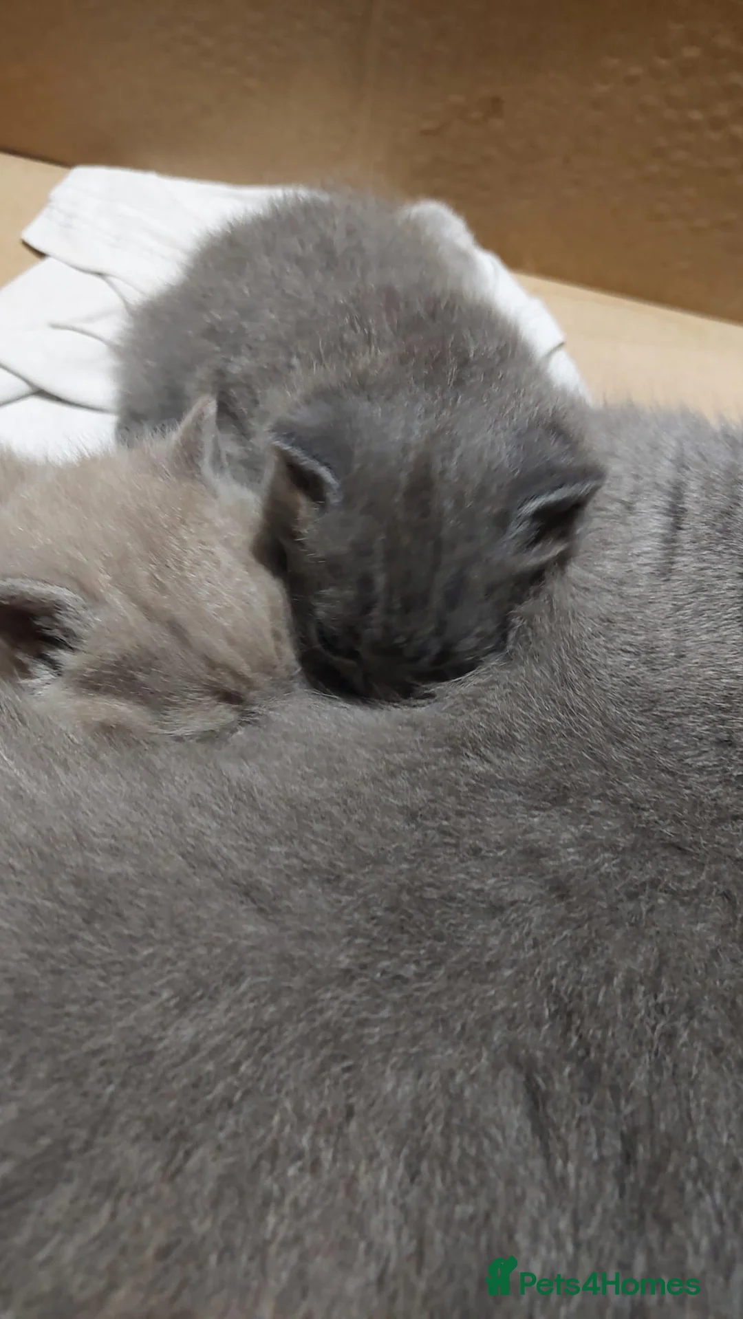 British Shorthair cats for sale: Cute and cuddly British Shorthaired kittens  - Advert 6