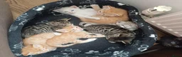 Mixed Breed cats for sale: Six boys and one girl😍😍😍 - Advert 7