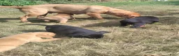 Labrador Retriever dogs for sale: Wonderful Labrador pups for sale  - Advert 6