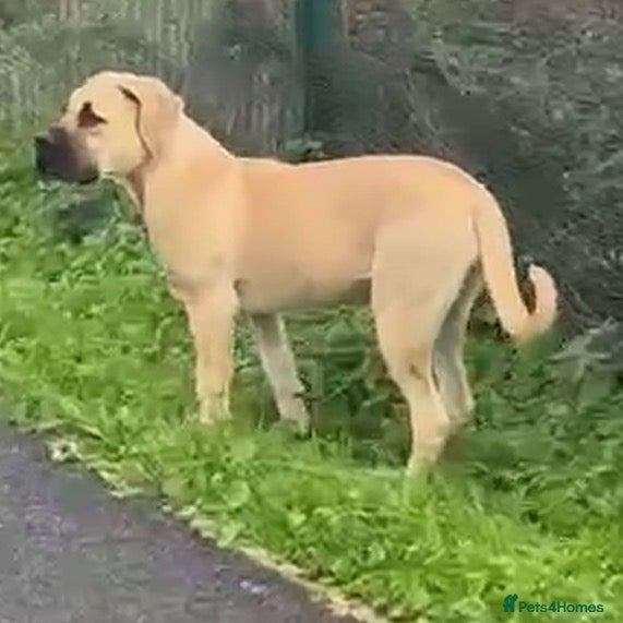 Boerboel dogs for sale: Female boerboel  - Advert 17