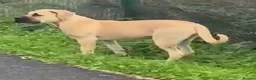 Boerboel dogs for sale: Female boerboel  - Advert 1