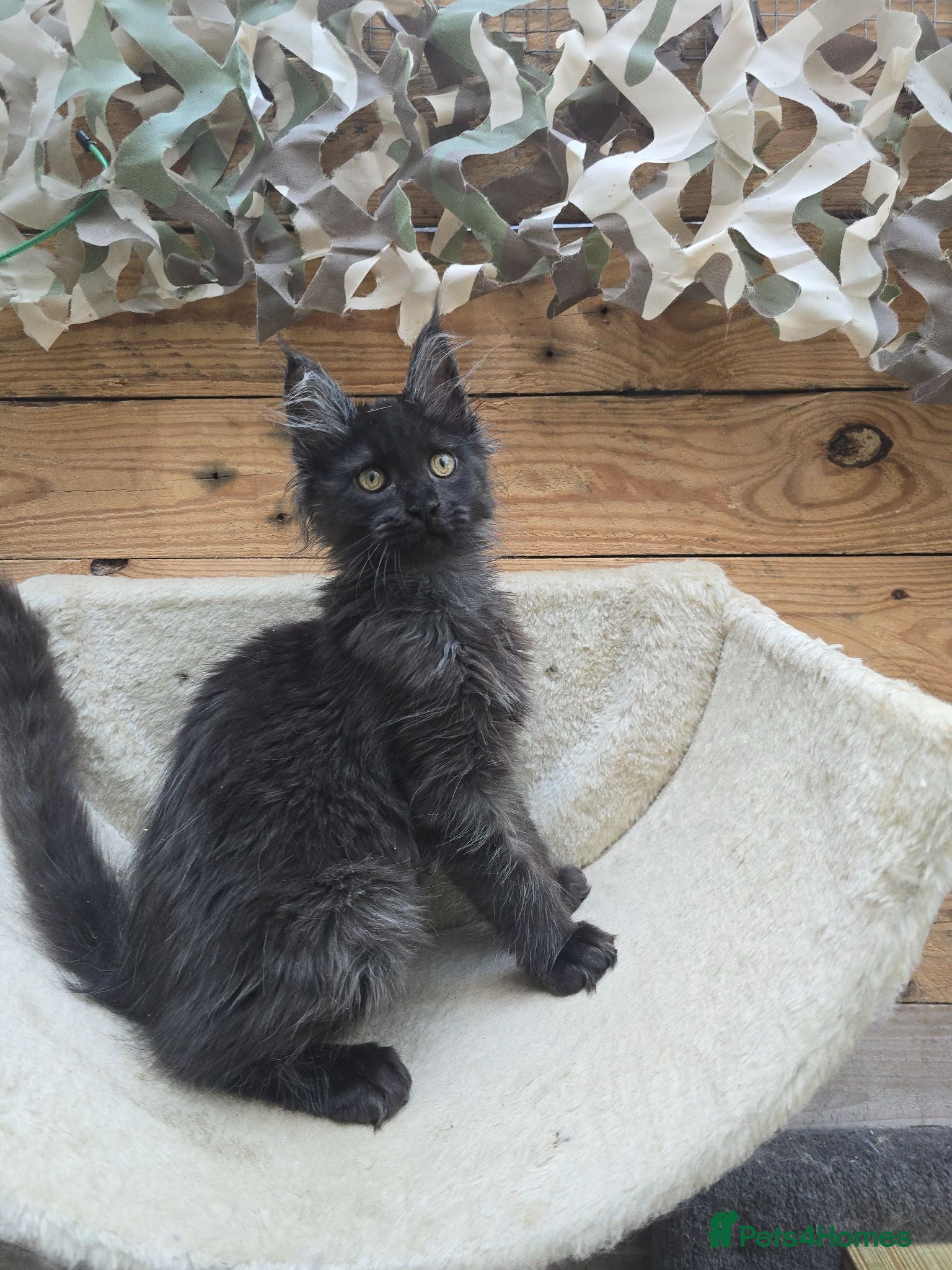 Maine Coon cats READY NOW Black Smoke Maine Coon Kitten - Advert 8