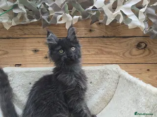 Maine Coon cats READY NOW Black Smoke Maine Coon Kitten - Advert 8
