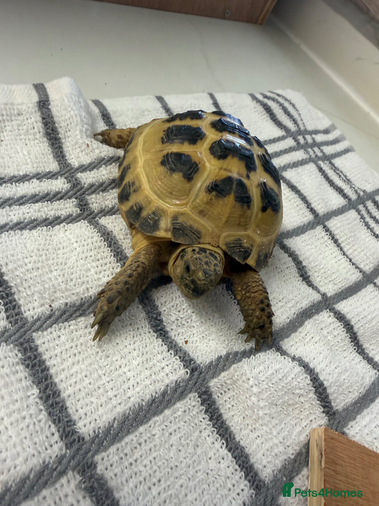 Tortoise reptiles for sale: 2x horsfield tortoises  in Nottingham - Advert 2