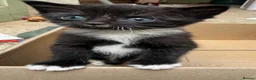 Mixed Breed cats for sale: 4 adorable kittens available to be rehomed - Advert 17