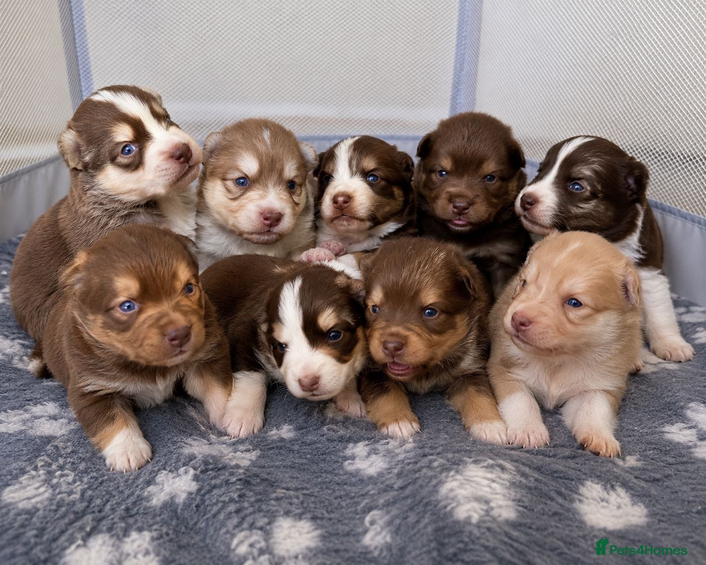 Pomsky dogs Stunning F3 Rare Chocolate Pomskies Health Tested - Advert 13