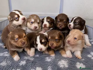 Pomsky dogs Stunning F3 Rare Chocolate Pomskies Health Tested - Advert 13