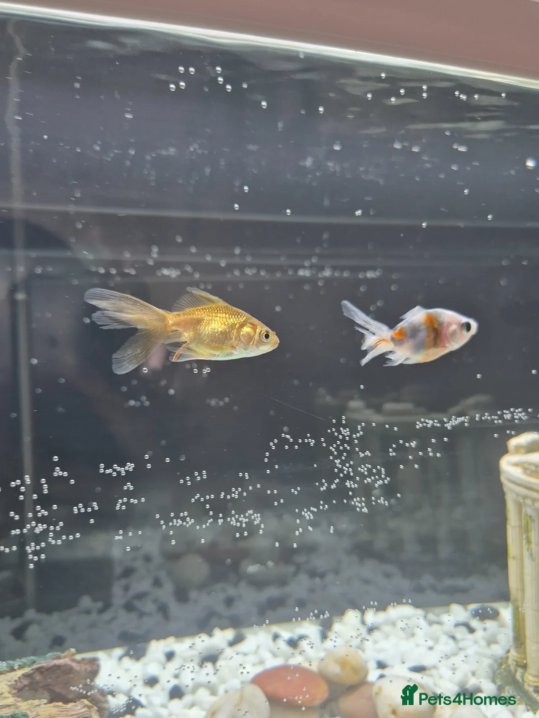 Fancy Goldfish fish for sale: 2 Fancy Goldfish in Wolverhampton - Advert 2