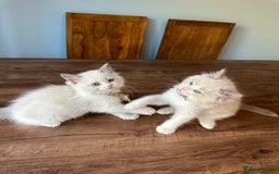 Ragdoll cats for sale: TICA Registered Ragdoll Kittens - Image 40