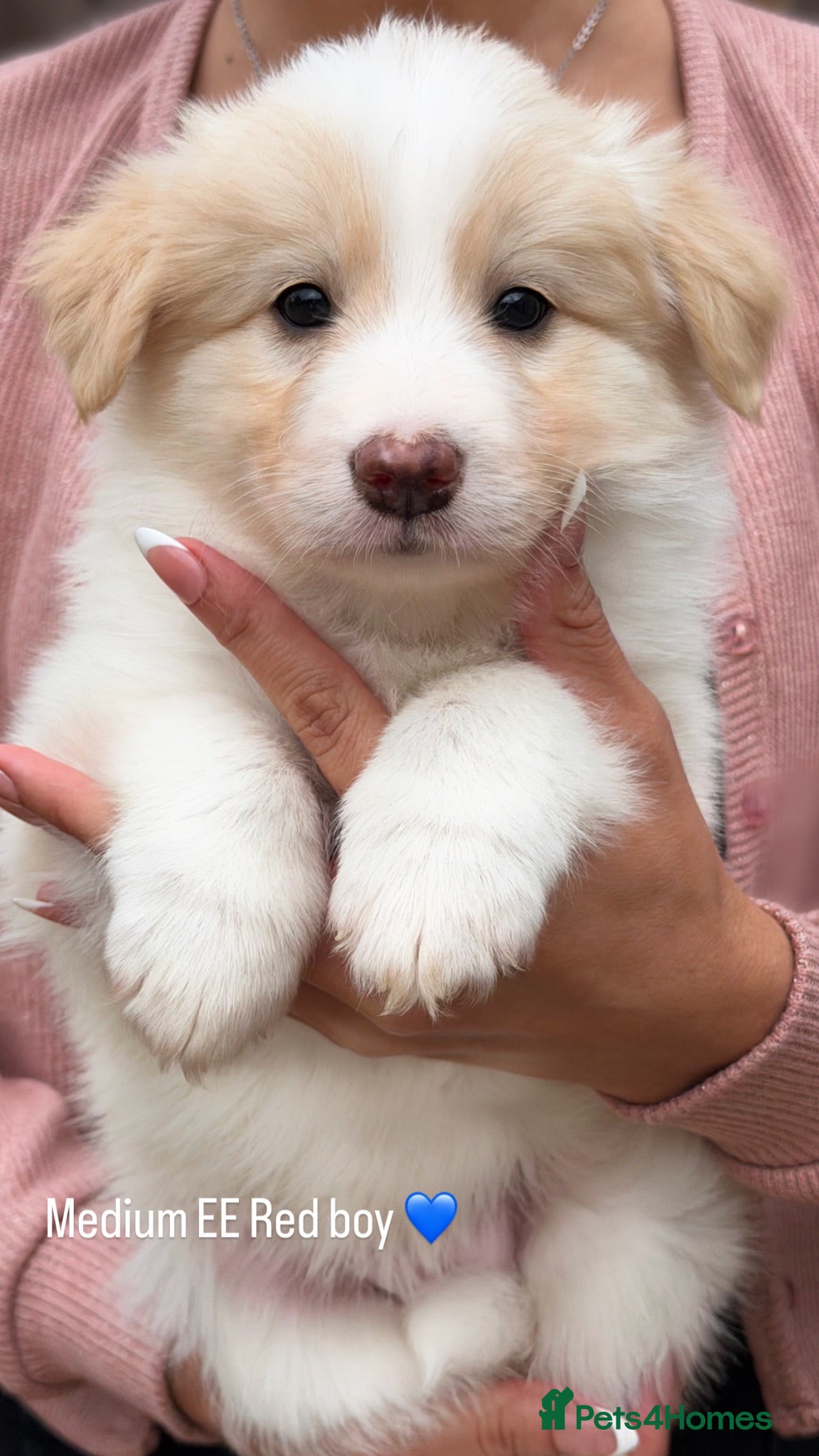 Border Collie dogs Stunning Champion line puppies  - Advert 1
