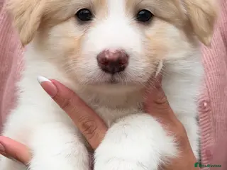 Border Collie dogs Stunning Champion line puppies - Advert 1