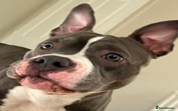 Mixed Breed dogs for sale: Mixed breed  - Image 9