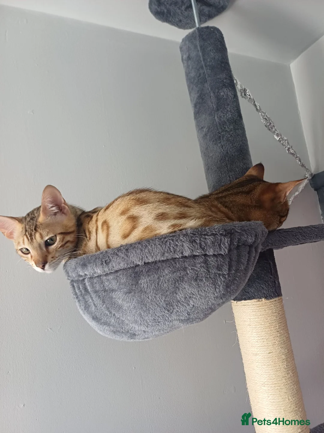 Bengal cats for sale: Sweet bengal kitten - Advert 2