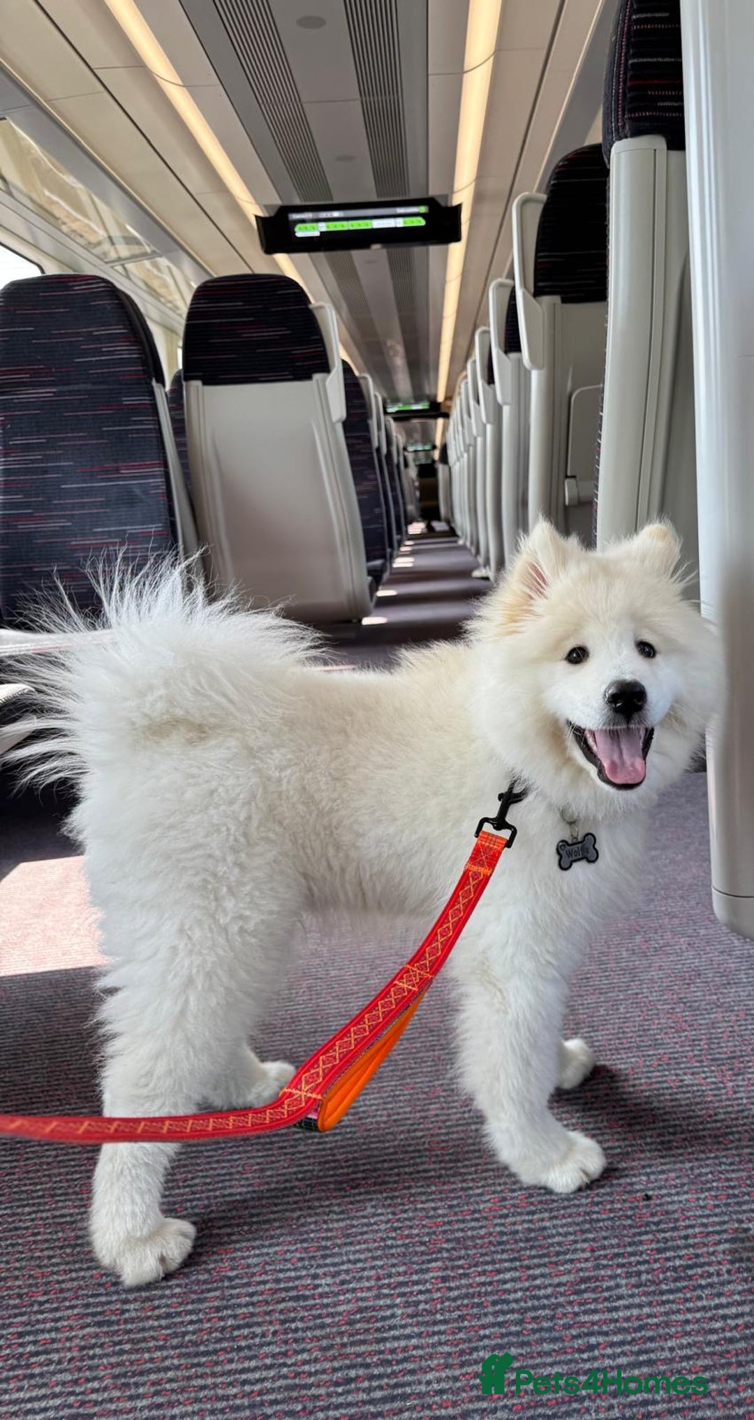 Samoyed dogs for sale: 10 Month Old Samoyed Ready for His Forever Home! - Advert 15