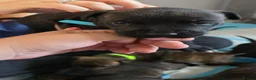 Mixed Breed dogs for sale: Mixed breed puppies - Advert 7