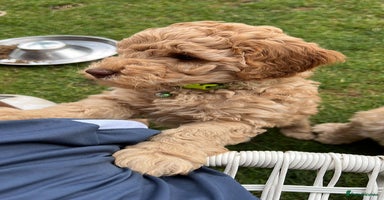 Australian Labradoodle dogs in Wallington - Advert 8