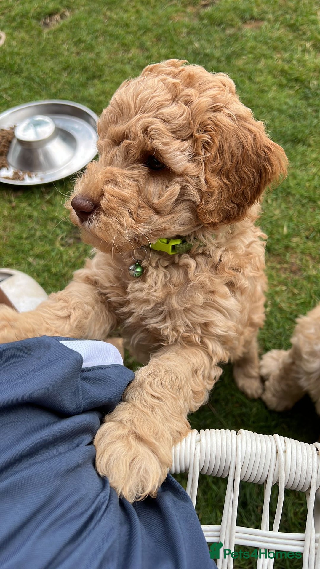 Australian Labradoodle dogs for sale: Genuine Australian Labradoodle (not poodle-lab mix in Wallington - Image 3