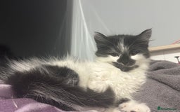 Mixed Breed cats for sale: Long haired girl fluffy Kittens  - Image 1