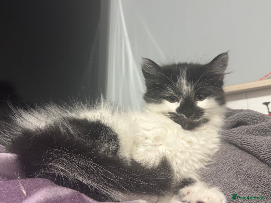 Mixed Breed cats for sale: Long haired girl fluffy Kittens  - Image 1