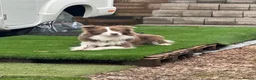 Border Collie dogs for stud: Lilac and White Border Collie for stud - Advert 2