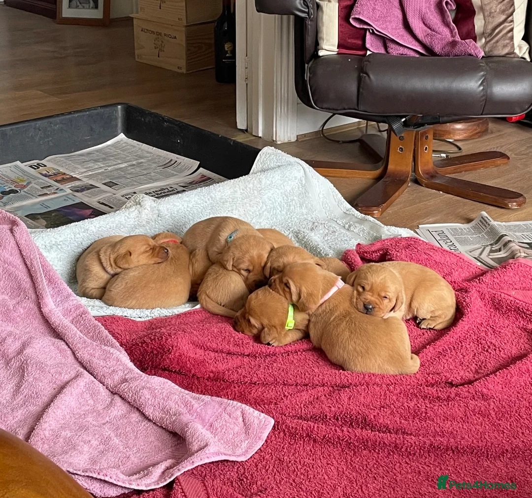 Labrador Retriever dogs for sale: Fox red Labrador puppie for sale  - Advert 1