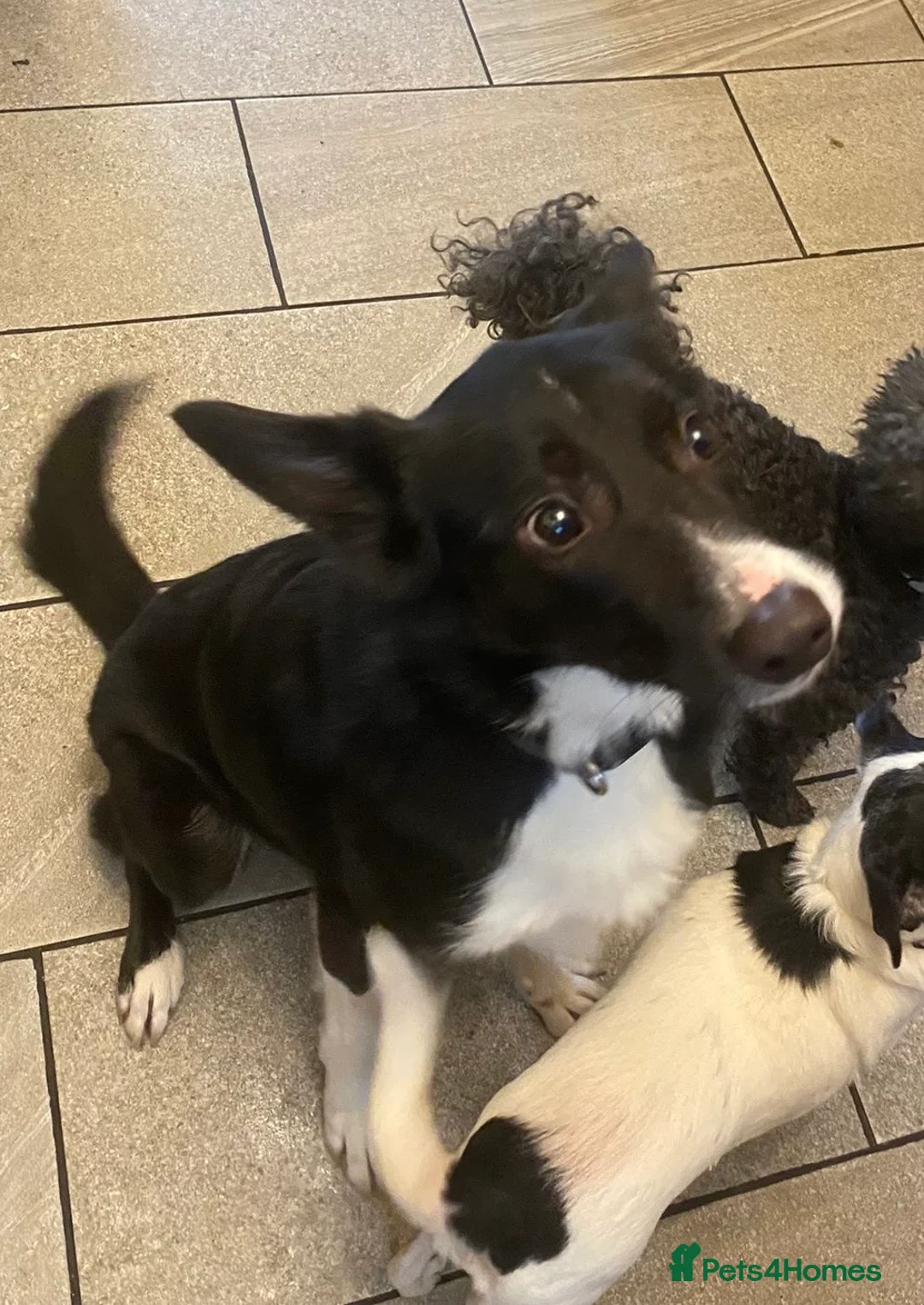 Border Collie dogs for sale: Male short haired collie in Northampton - Advert 4