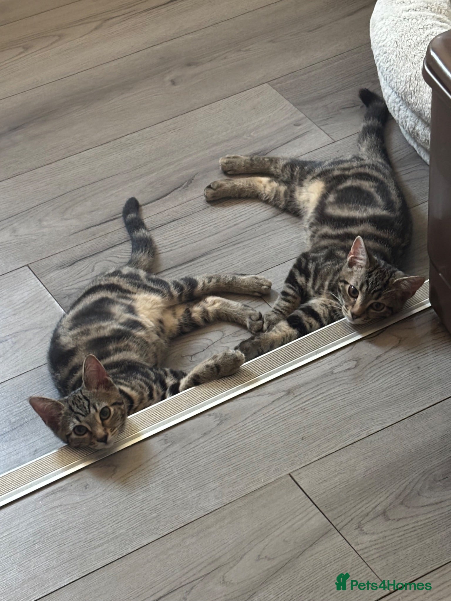 Mixed Breed cats 2 beautiful tabby kittens  - Advert 3