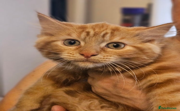 Maine Coon cats - Advert 14