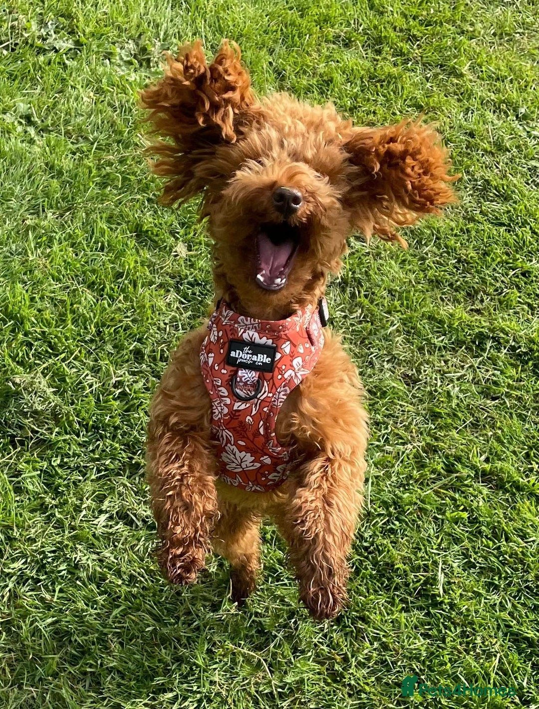 Toy Poodle dogs for sale: TINY TOY POODLE PUPPIES 5🌟LICENSED BREEDER  - Image 18