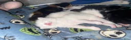 Mixed Breed cats for sale: 4 healthy kittens ready in the next upcoming weeks - Advert 18