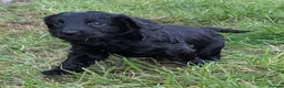 Cockapoo dogs for sale: Licensed breeder, health tested F1 cockapoos - Advert 13